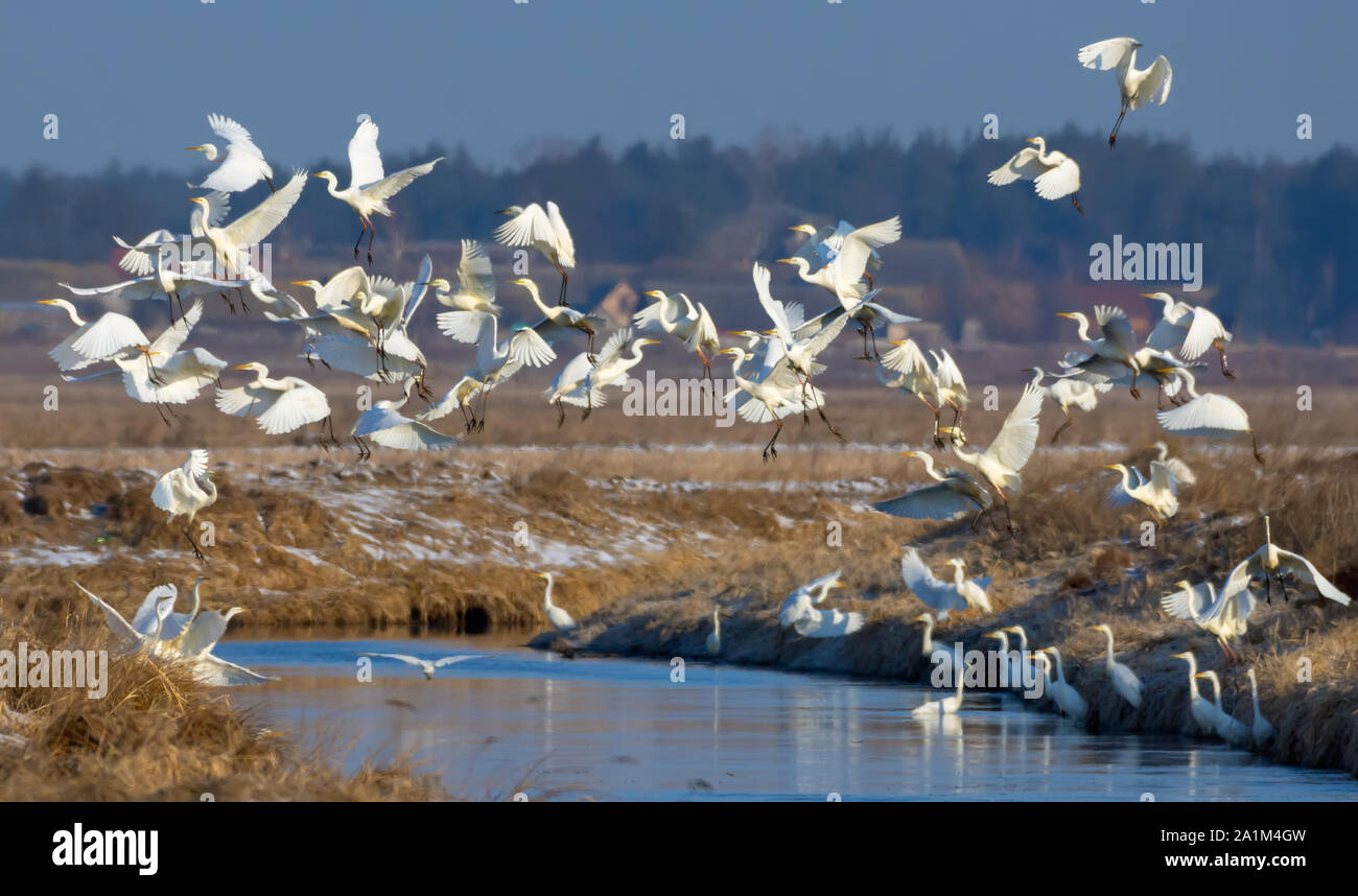 Grande gregge di grandi aironi bianchi di decollare dal piccolo fiume in primavera Foto Stock