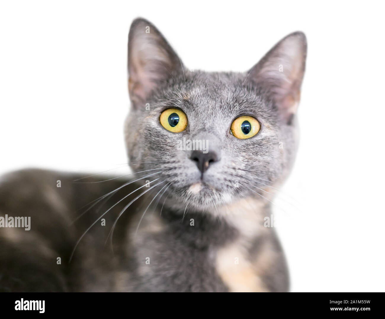 Un diluisca Calico shorthaired domestico gatto con grandi occhi gialli e a espressioni di sorpresa Foto Stock