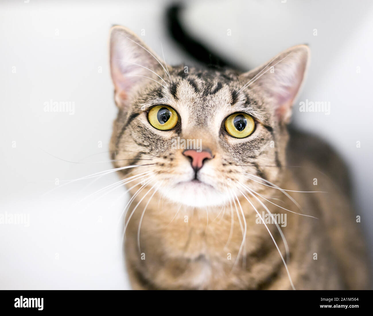 Un brown tabby domestico gatto Shorthair con grandi occhi giallo Foto Stock