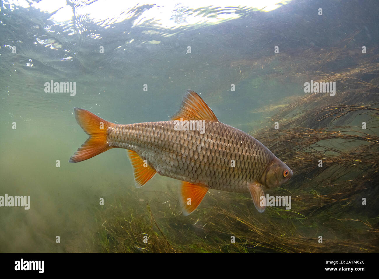 Roach, Rutilus rutilus, nuotare nel fiume Avon, hampshire, settembre Foto Stock