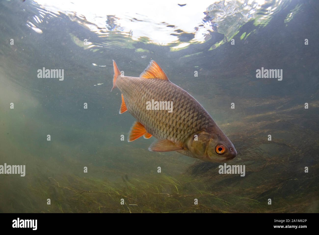 Roach, Rutilus rutilus, nuotare nel fiume Avon, hampshire, settembre Foto Stock