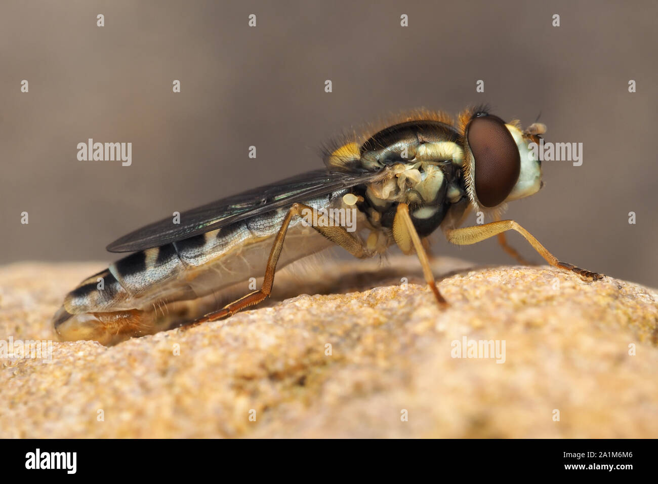 Hoverfly lungo (Sphaerophoria scripta) maschio arroccata su una roccia. Tipperary, Irlanda Foto Stock