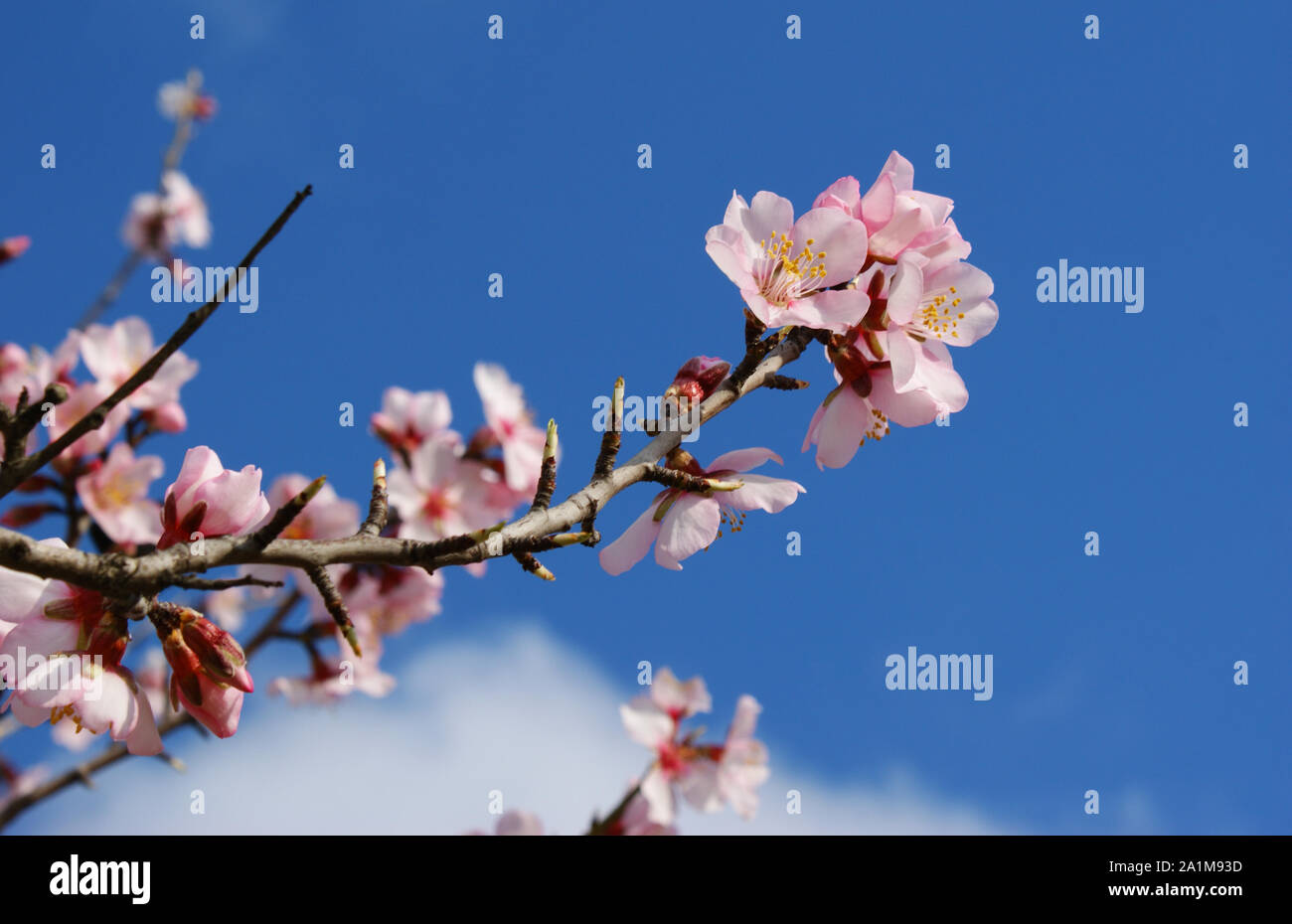Flores del árbol del almendro con cielo azul con nubes de fondo mandorlo fiori con cielo blu con nuvole di sfondo Mandorlo in Fiore blu ba Foto Stock