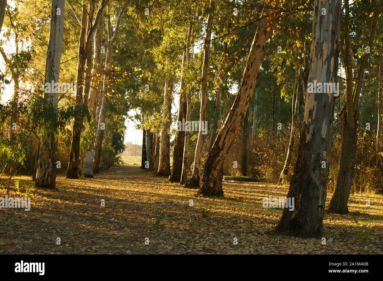 Boschetto di eucalipto con il sole al tramonto in autunno Foto Stock