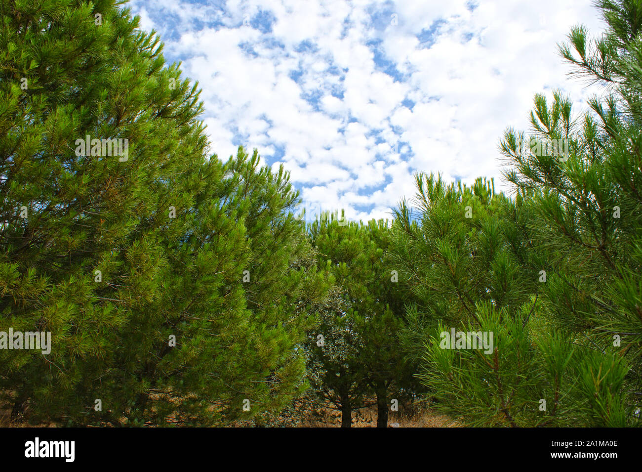 Pines Foto Stock
