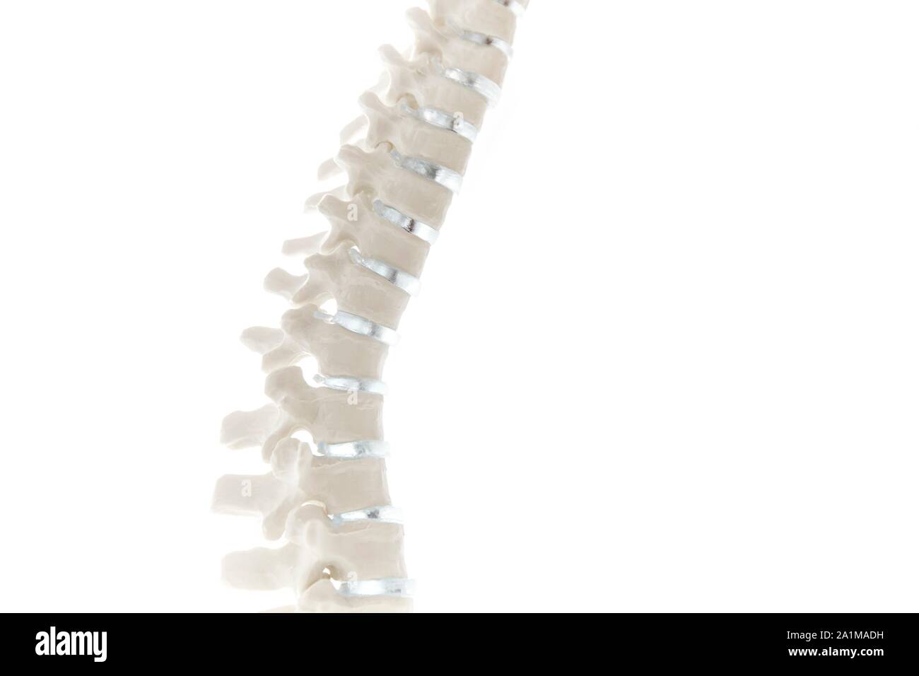Anatomica modello della colonna vertebrale, close-up. Foto Stock