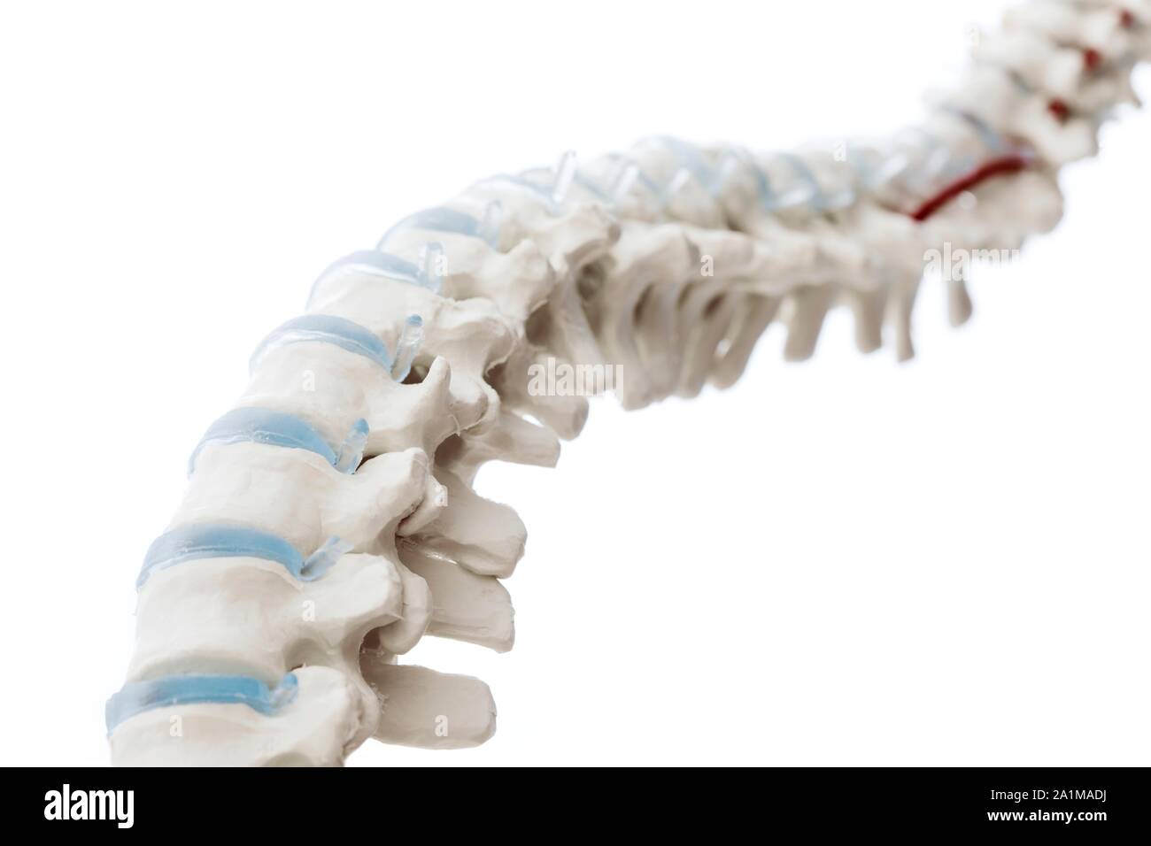 Anatomica modello della colonna vertebrale, close-up. Foto Stock