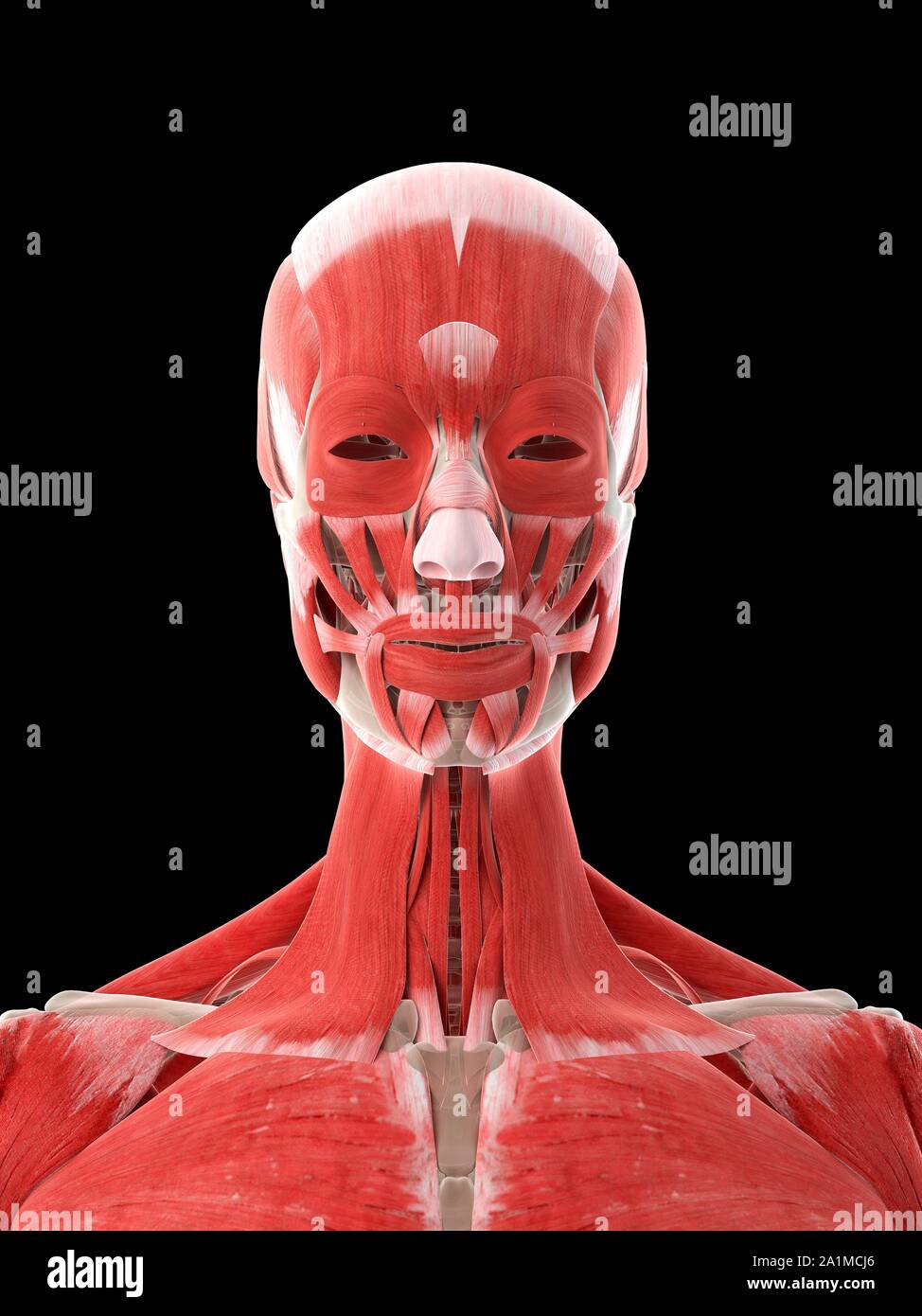 Muscoli del collo, illustrazione del computer Foto Stock