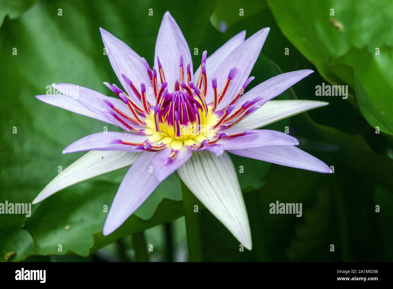 Tropical Day Blooming Water Lily Nymphaea 'Colorata' Giglio d'acqua blu Foto Stock