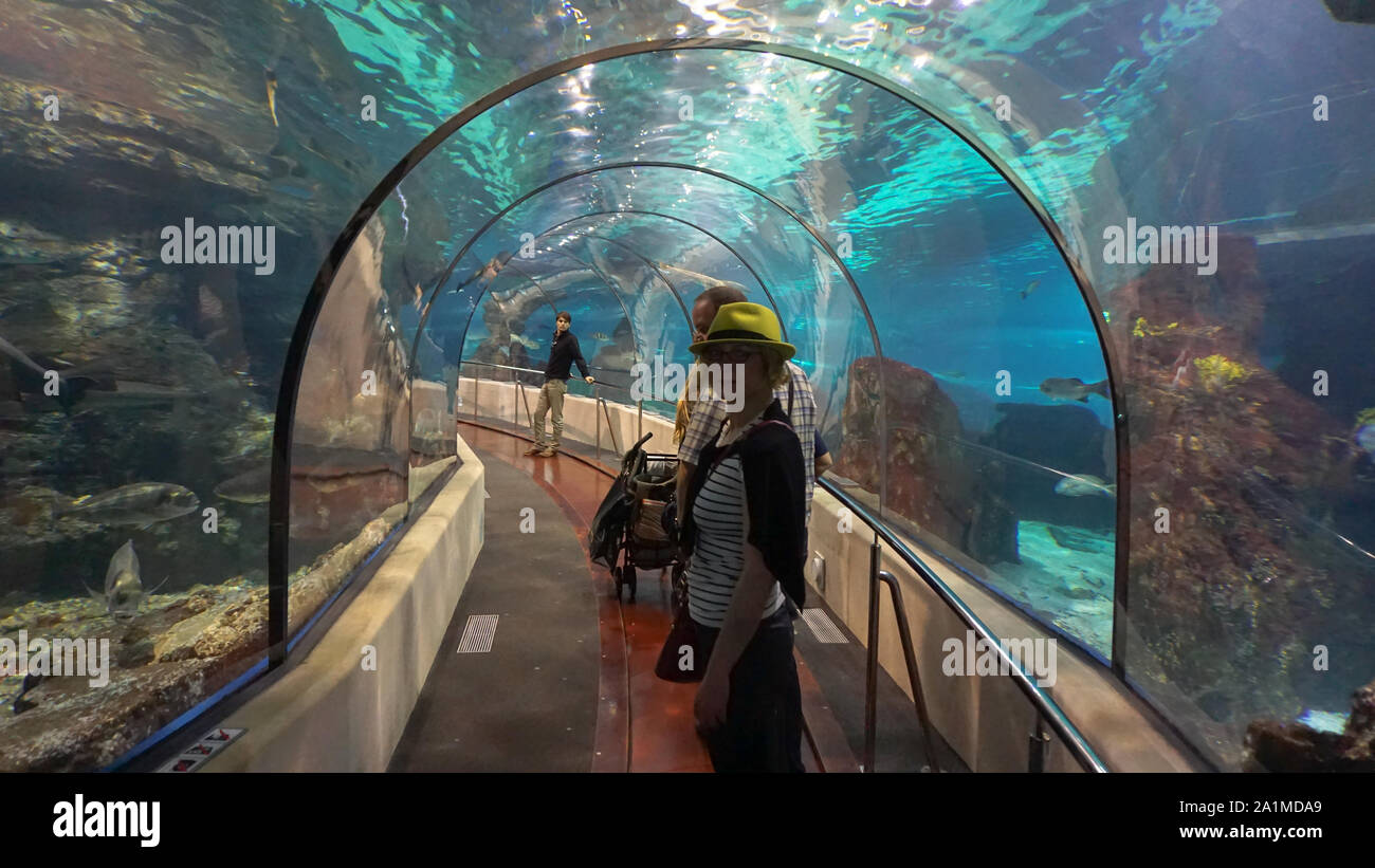 Si ha sensazione di immersioni subacquee e di vivere il reale mediterraneo universo quando si visita l'Acquario di Barcellona. Foto Stock