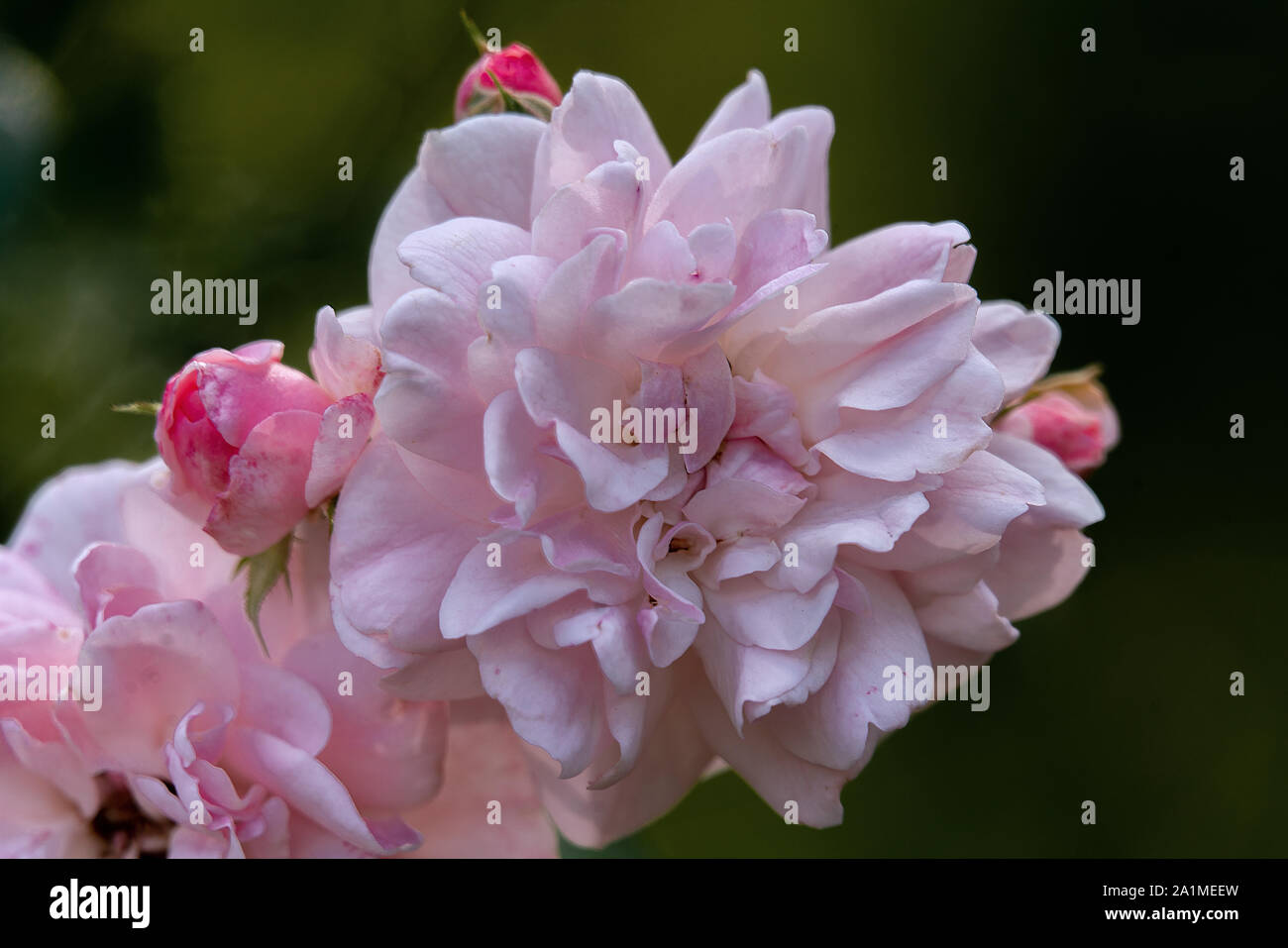 Dettagliate fino in prossimità di un unico colore rosa e bianco colorato di rosa Bonica testa con un oscuro sfondo bokeh di fondo in un sole luminoso Foto Stock
