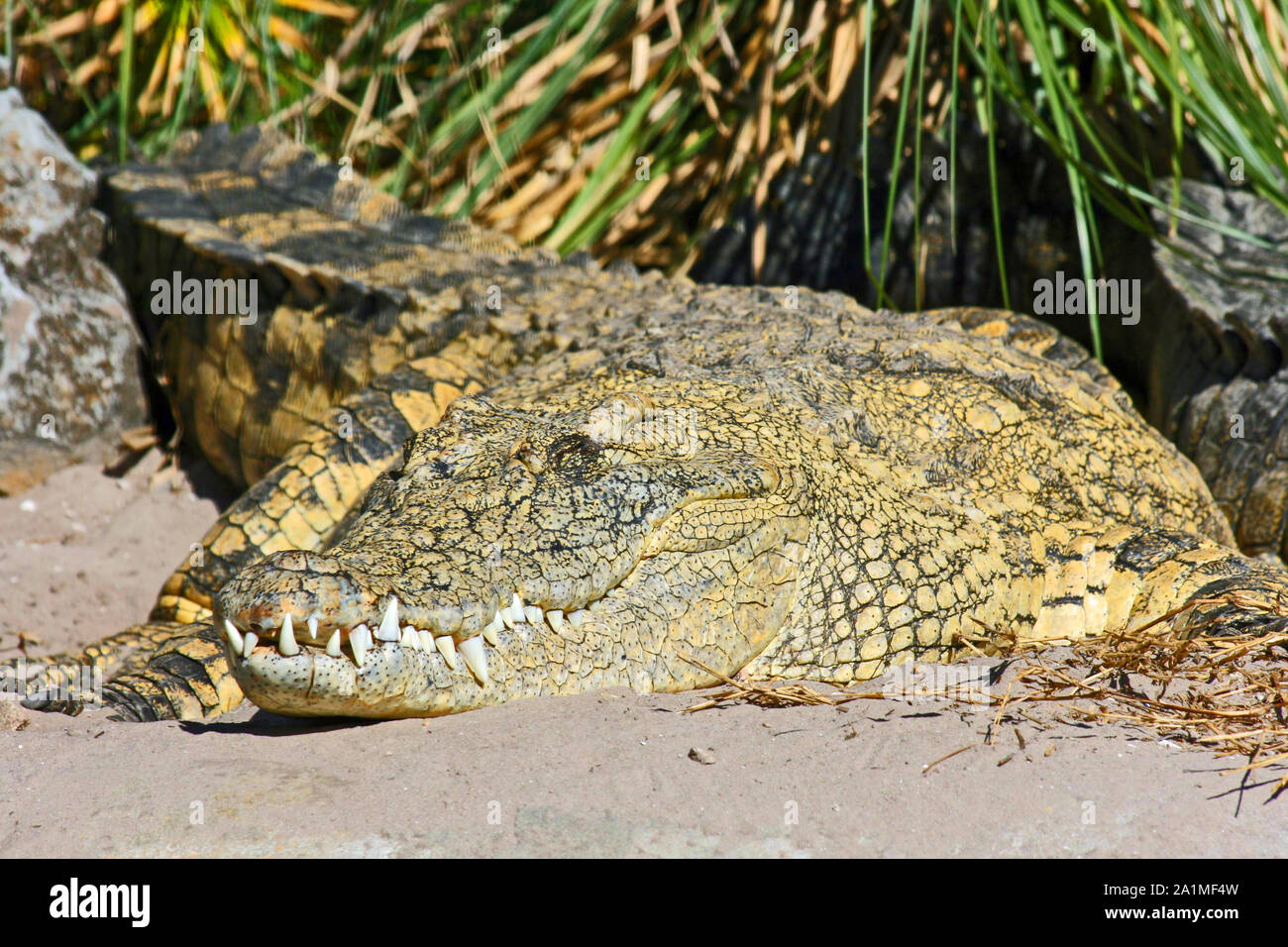 Coccodrillo del Nilo - Florida Foto Stock