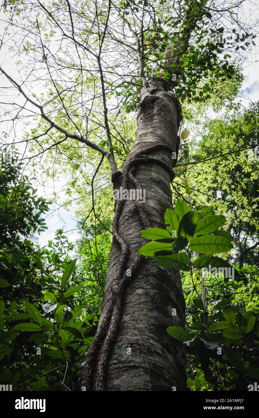 Vista verticale di un albero circondato da un vitigno e naturale vegetazione densa in Iguazu wild giungla tropicale, Argentina Foto Stock