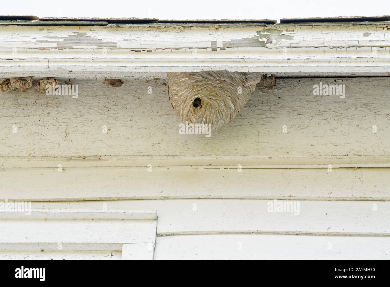 Carta nido di vespe costruite sotto la gronda di una casa da fibre di legno morto e steli di piante che danno un aspetto striato Foto Stock