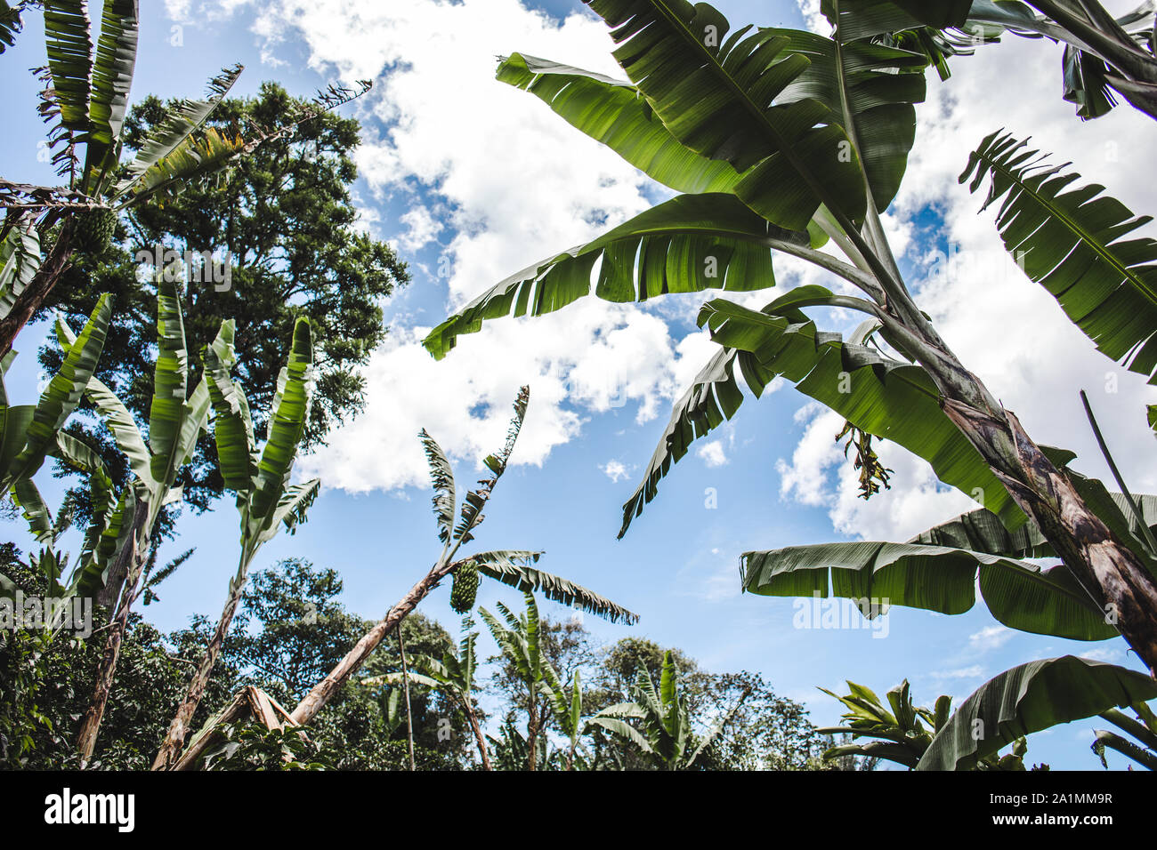 Vista dal basso delle foglie di banana utilizzate nella permacultura dalle aziende di caffè per ombreggiare e proteggere le piante di caffè Foto Stock