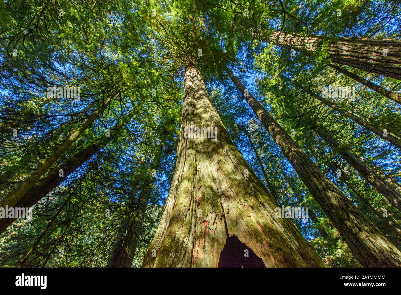 Cattedrale Grove scenic- tronchi di alberi e fogliame, MacMillan Parco Provinciale, di Nanaimo, British Columbia, Canada Foto Stock