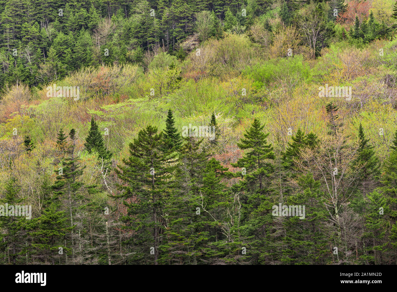 Alberi germogliando sul versante di una montagna nel White Mountain National Forest, parente tacca, Grafton County, NH Foto Stock