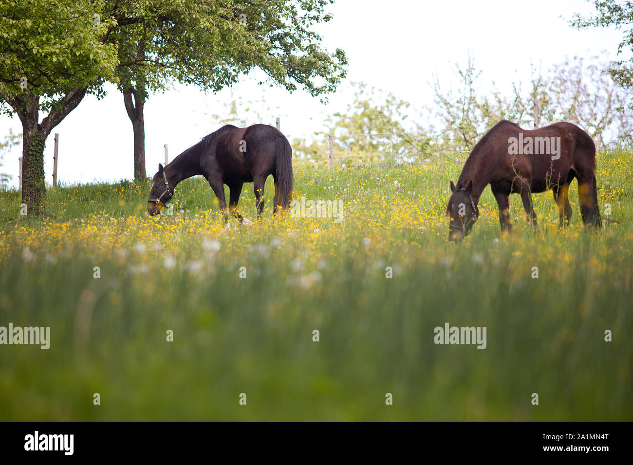 Bellissimi cavalli sul prato pieno di fiori Foto Stock