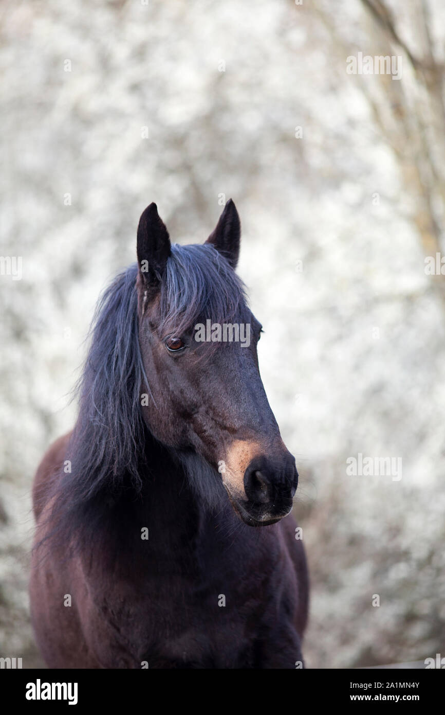 Bel Cavallo nero con sfondo floreale bianco Foto Stock