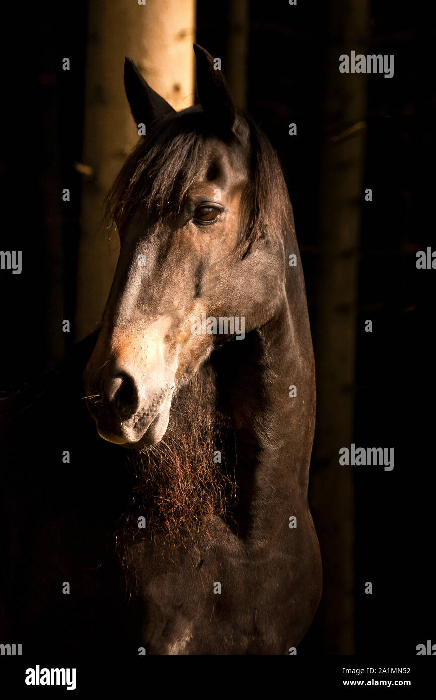 Cavallo in ritratto foresta scuro Foto Stock