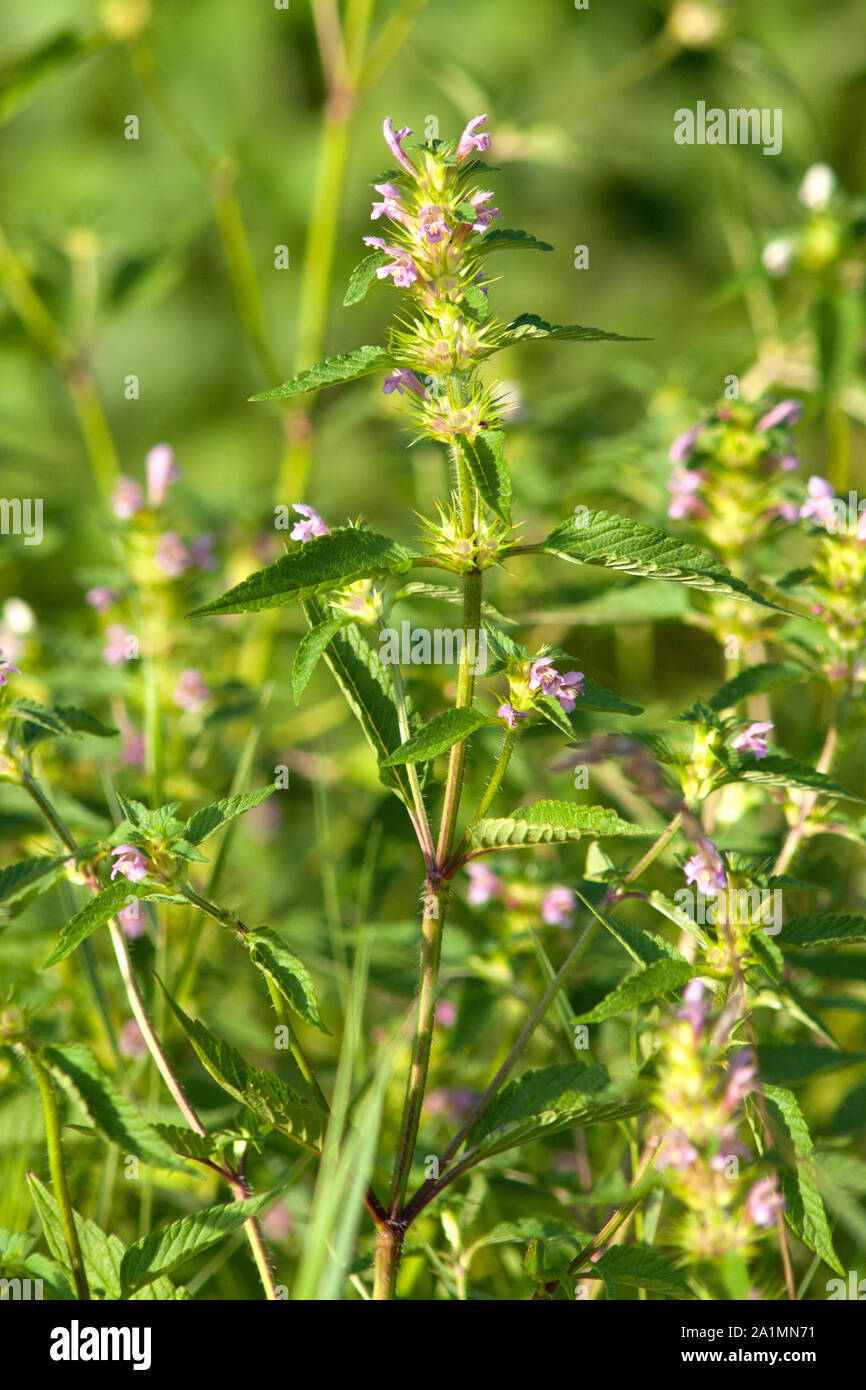 Lamium (dead-ortiche) impianto in Prato Foto Stock