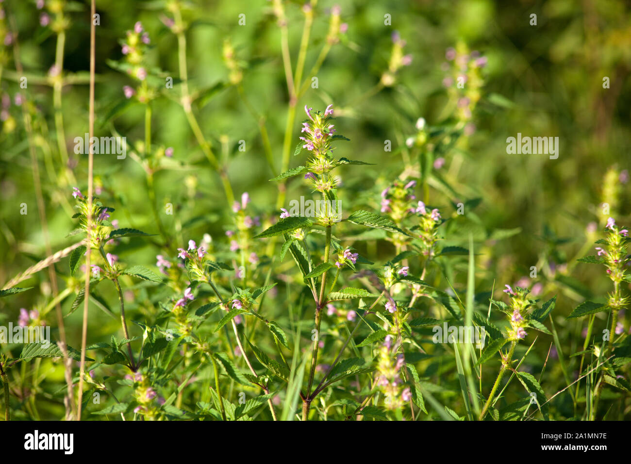 Lamium (dead-ortiche) impianto in Prato Foto Stock