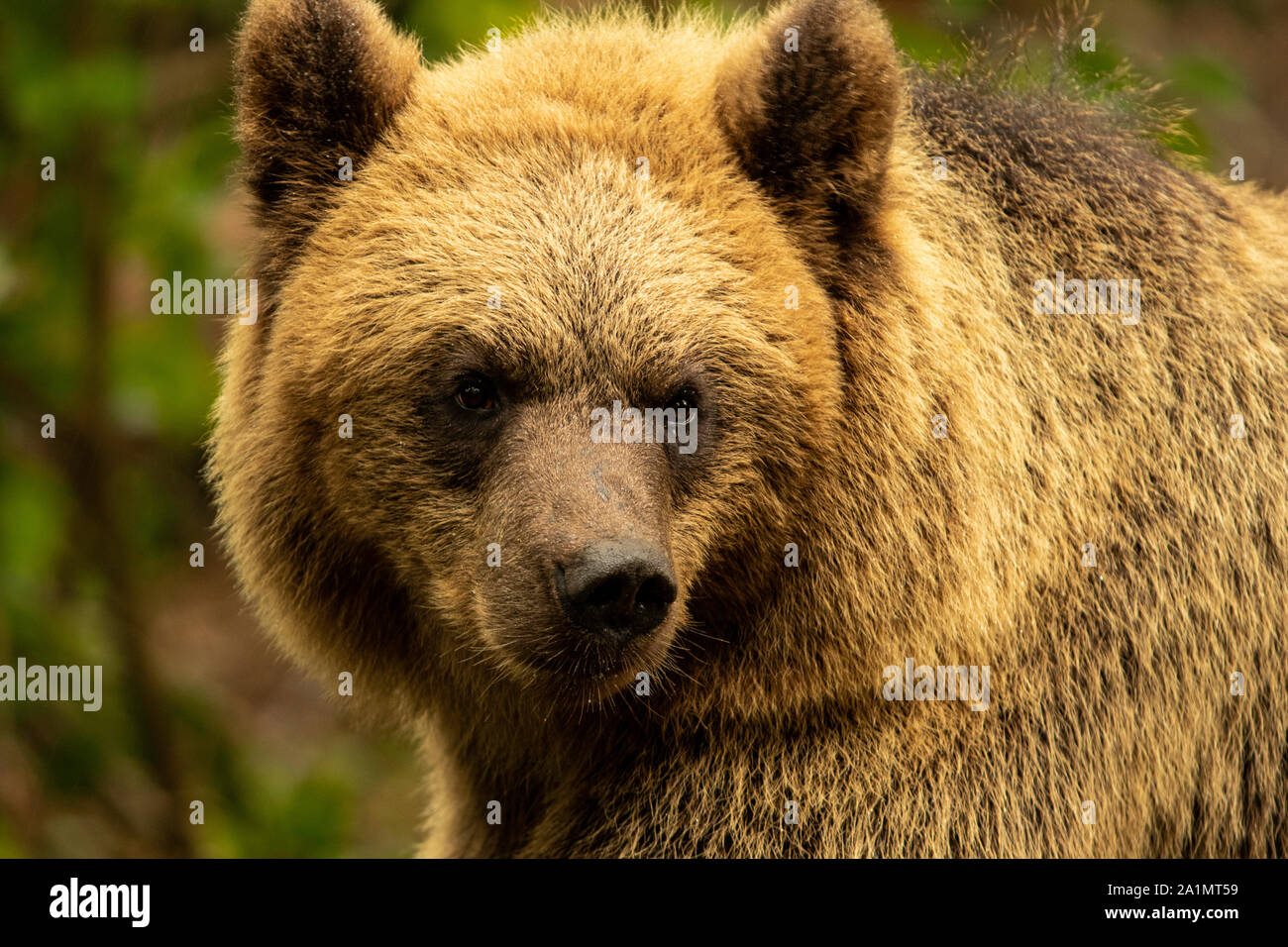 Eurasian orso bruno Foto Stock