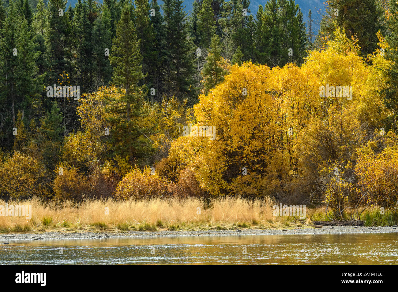 Il fogliame di autunno lungo il fiume Chilko, Chilcotin deserto, British Columbia, Canada Foto Stock