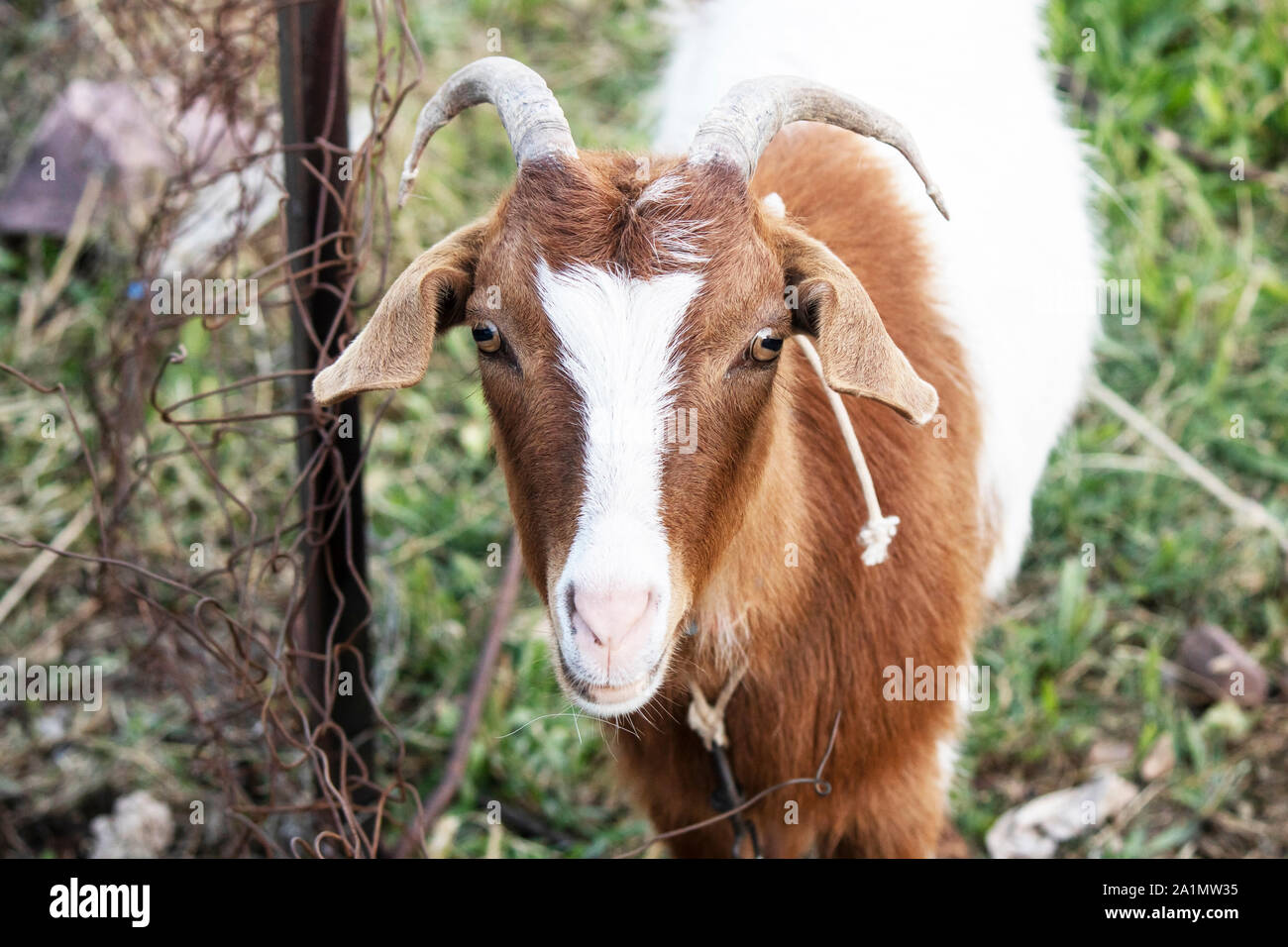 Capra bianca con modelli di marrone. Ingiallito sull'erba Foto stock - Alamy