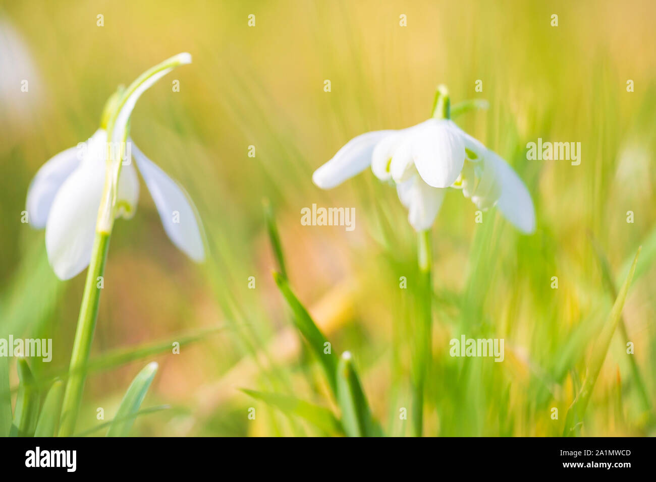 Common snowdrop Galanthus nivalis fiori che sbocciano nella luce del sole su un prato verde. piccole profondità di messa a fuoco la tecnica. Foto Stock