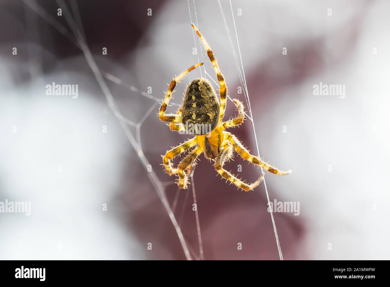 Primo piano di una croce spider, araneus diadematus, appesi a una ragnatela di attesa per una preda Foto Stock