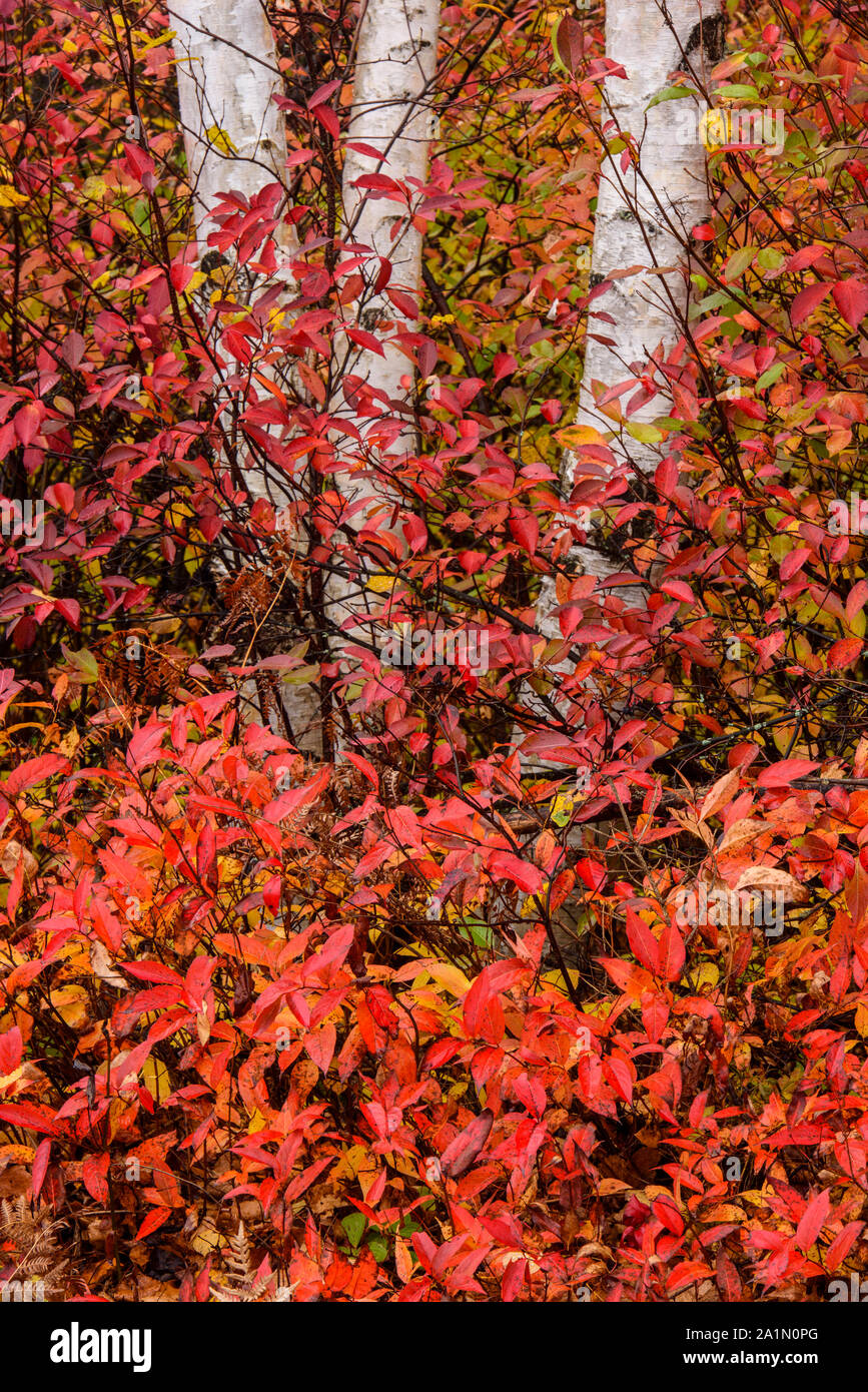 Tronchi di betulla sul lato della strada con un underory circostante di uva passa e honeysuckle selvatiche del nord in autunno, il Sudbury più grande, Ontario, Canada Foto Stock