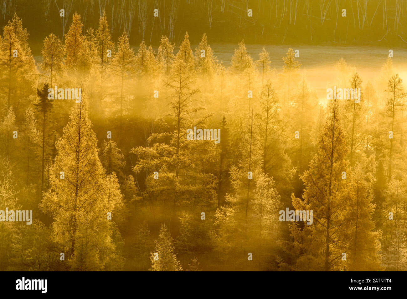 In autunno i larici di mattina nebbia e gelo, maggiore Sudbury, Ontario, Canada Foto Stock