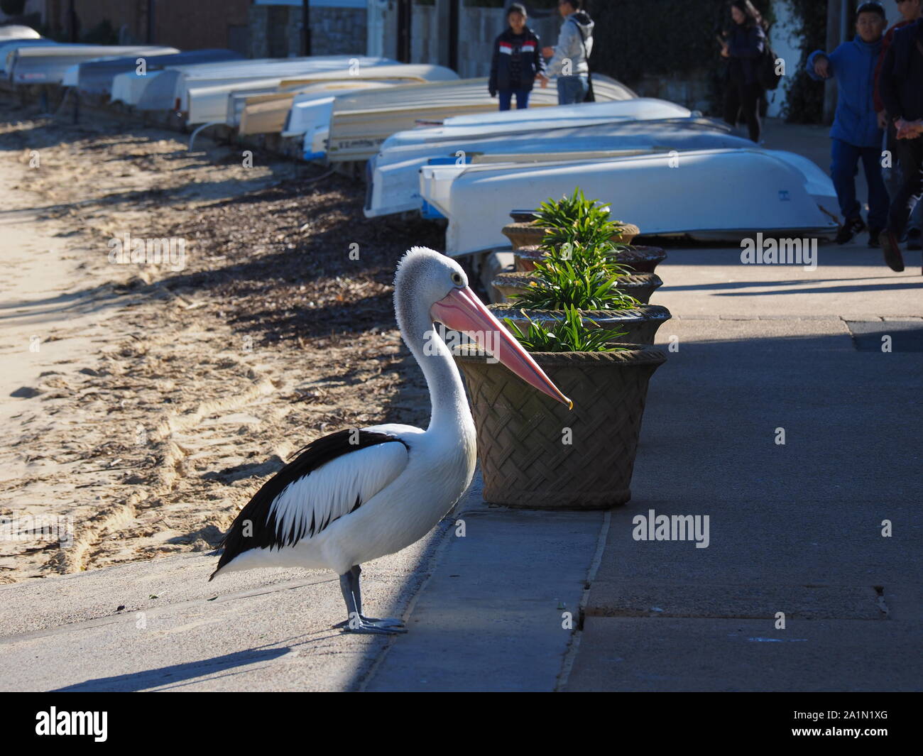 Pelican Waterfront Watsons Sydney Australia Foto Stock