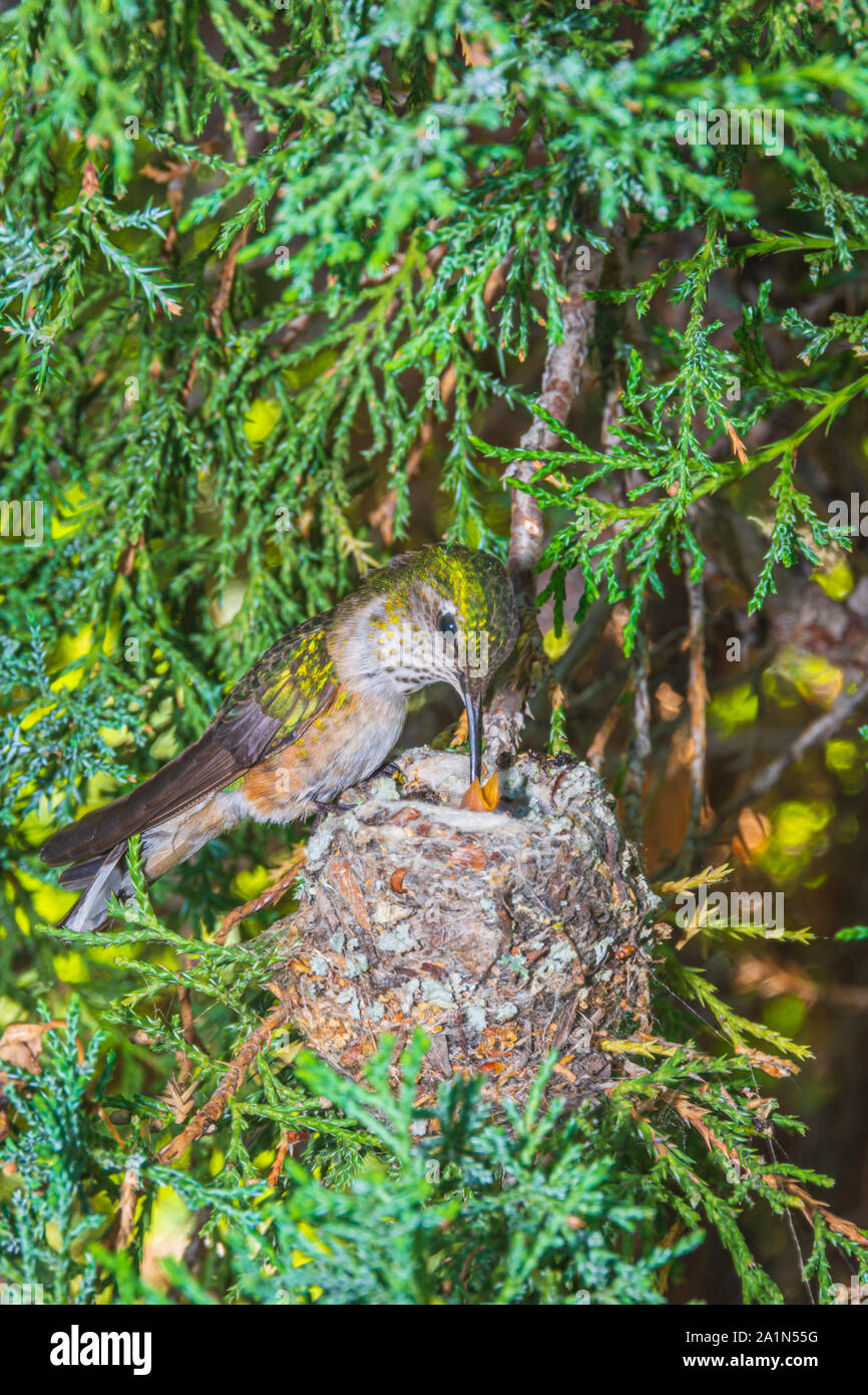 Ampio femmina-tailed Hummingbird (Selasphorus platycercus) con i giovani nel nido di Rocky Mountain ginestra, Castle Rock Colorado US. Foto in luglio. Foto Stock