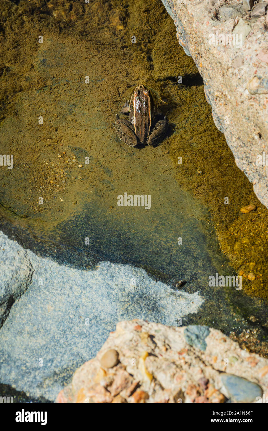 Young Plains Leopard Frog (Lithobates blairi) seduto in riva al mare di lento torrente in movimento, Castle Rock Colorado Stati Uniti. Foto scattata nel mese di settembre. Foto Stock
