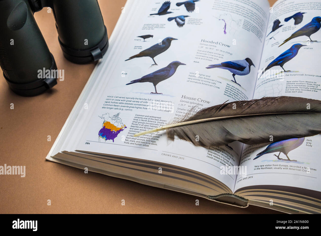 Equipaggiamento e equipaggiamento essenziale per il birdwatching. Coppia di binocoli e identificazione specie di uccelli libro guida e campione di piuma Foto Stock