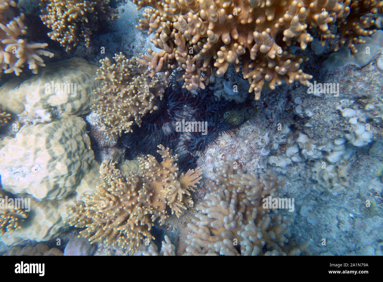 Gran corona di spine starfish tra i coralli molli, Lizard Island, della Grande Barriera Corallina, Queensland, Australia Foto Stock
