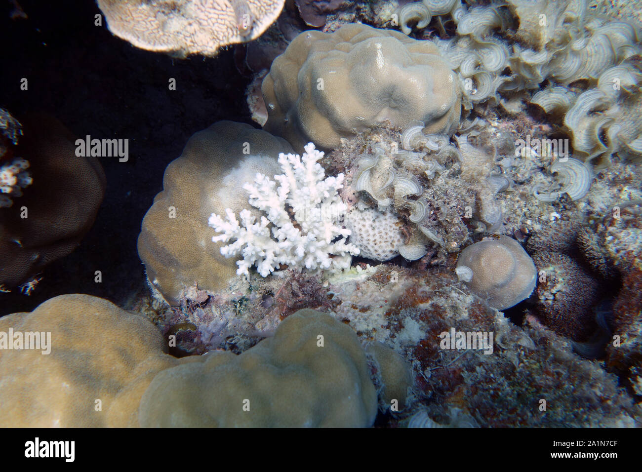 Classic cicatrice di alimentazione (bianco, centro) sui coralli causata dalla corona di spine di stelle marine Lizard Island, della Grande Barriera Corallina, Queensland, Australia Foto Stock