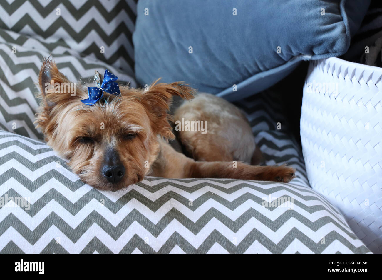 Cane in appoggio sul beanbag Foto Stock