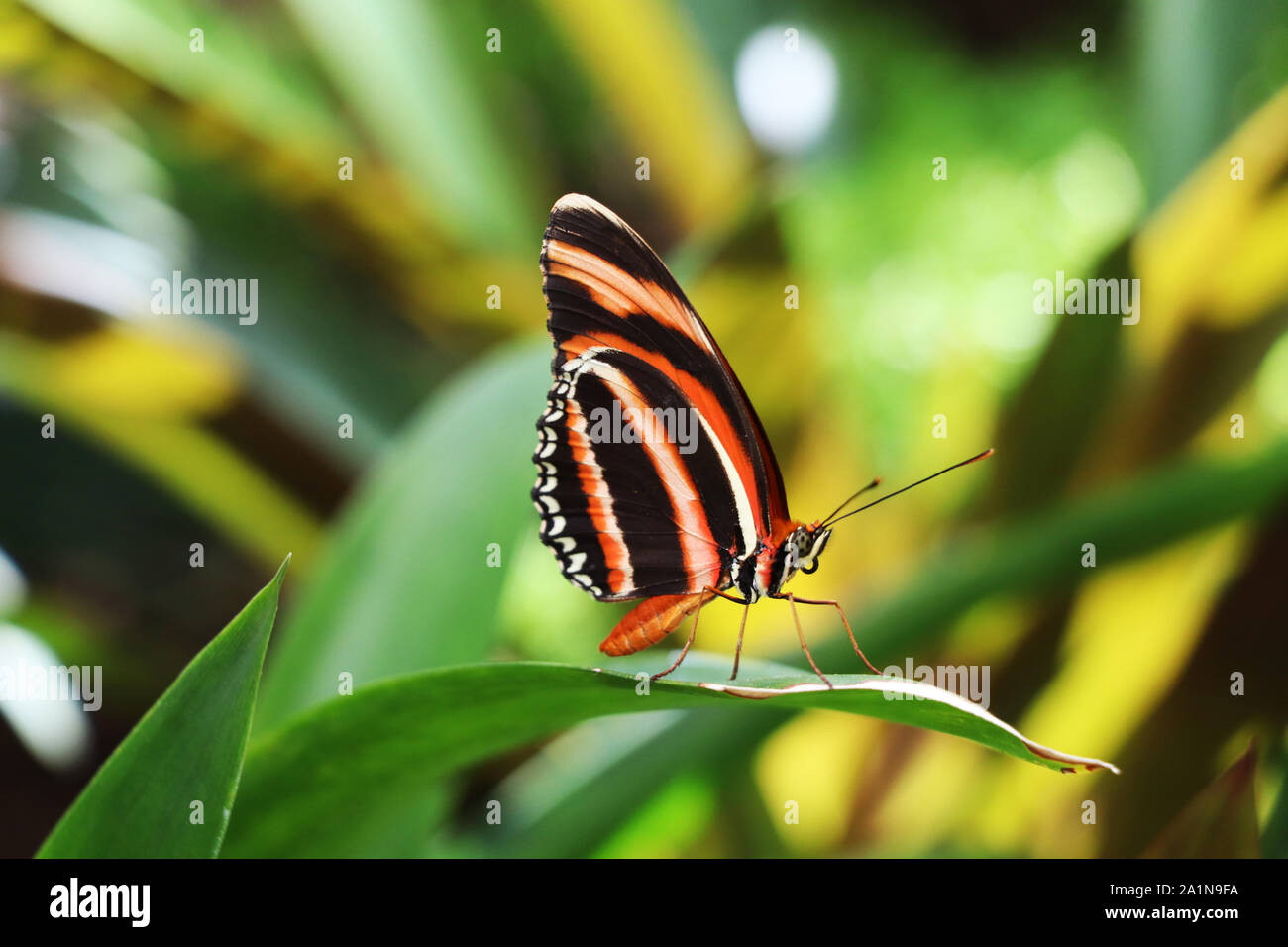 Heliconia colorata arancione a bande Foto Stock