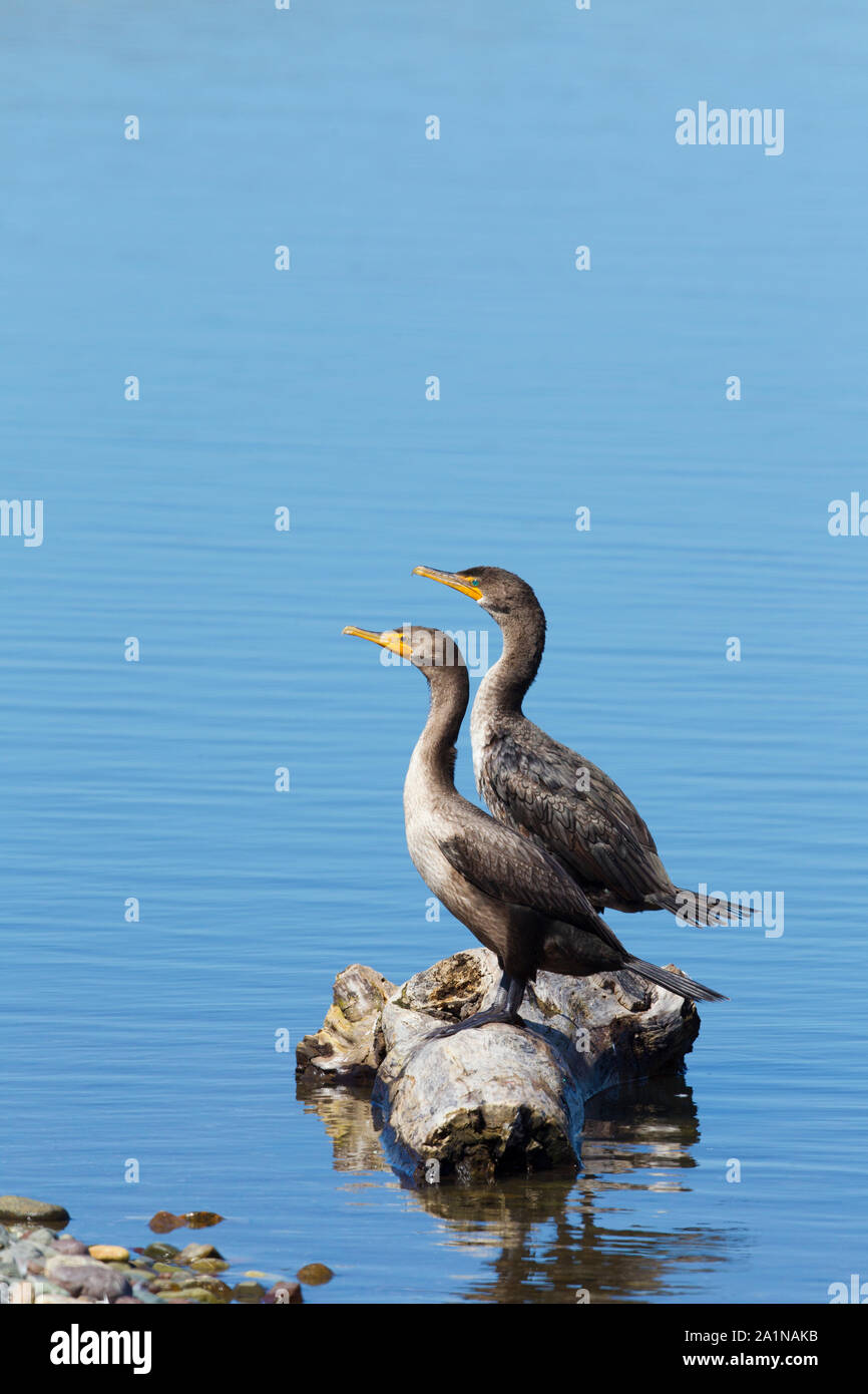 Doppia cormorani crestato Foto Stock