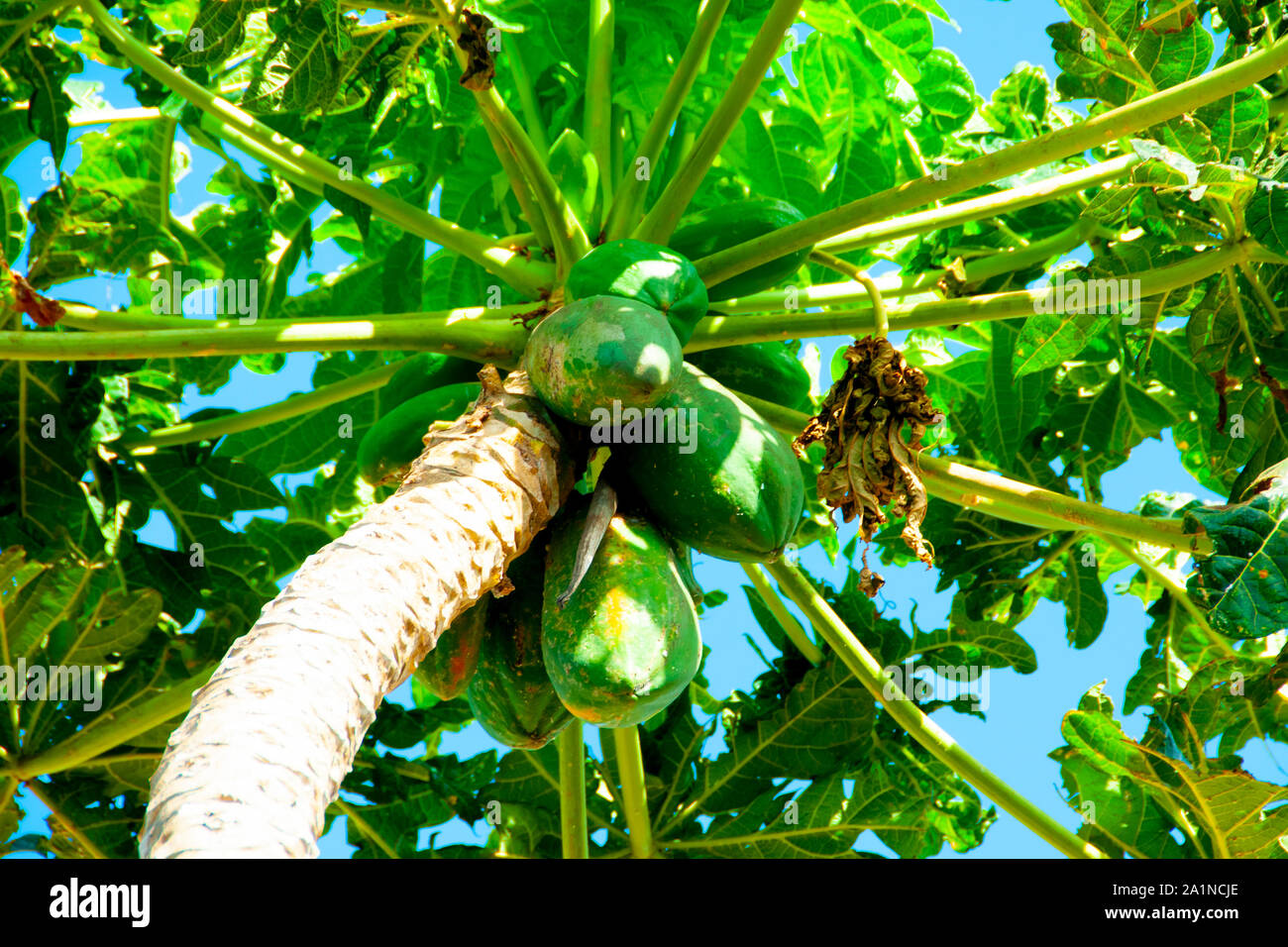 Papaya frutto sulla struttura ad albero Foto Stock
