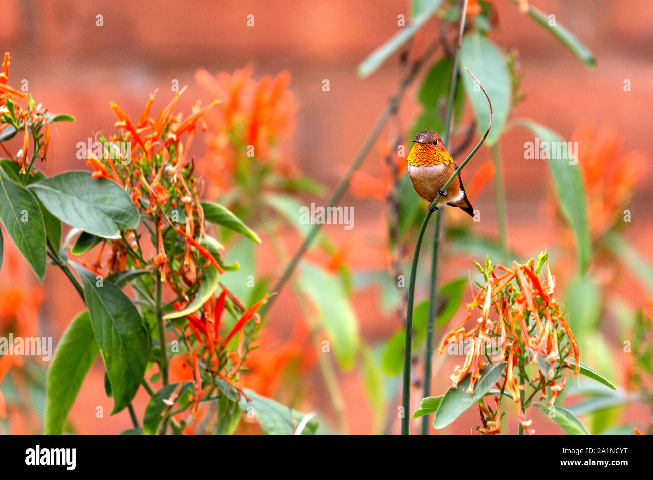 Un maschio adulto Allen hummingbird con un luminoso, iridato arancione-rosso gorget siede su un ramo verde circondato da colorati fiori d'arancio Foto Stock