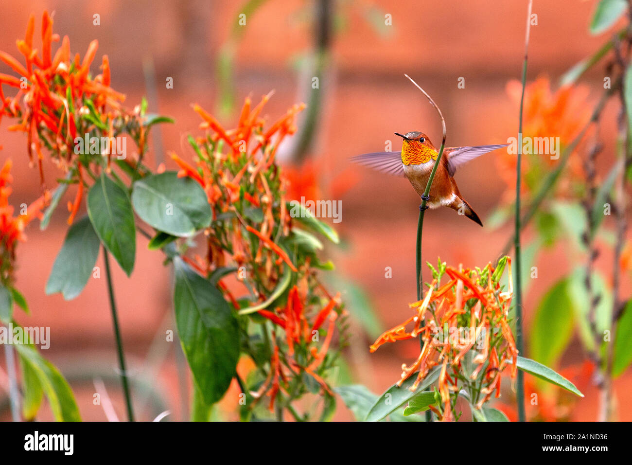 Un maschio adulto Allen hummingbird con un luminoso, iridato arancione-rosso gorget si estende le sue ali per iniziare il volo Circondato da colorati fiori d'arancio Foto Stock