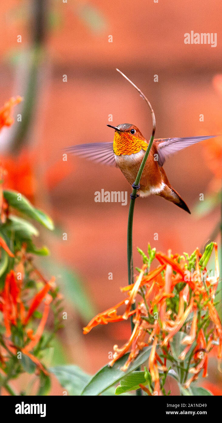 Panorama verticale di maschio adulto Allen hummingbird con un luminoso, iridato arancione-rosso gorget si estende le sue ali per iniziare il volo circondato da colorf Foto Stock