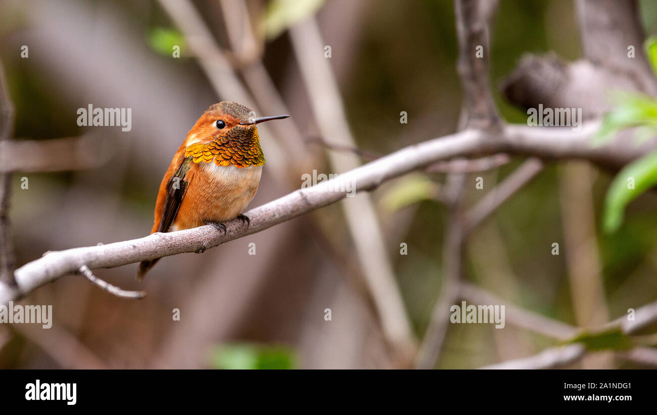 Panoramica del prodotto colorato maschio adulto Allen hummingbird con un luminoso, iridato arancione-rosso gorget appollaiato su un ramo con sfondo sfocato Foto Stock