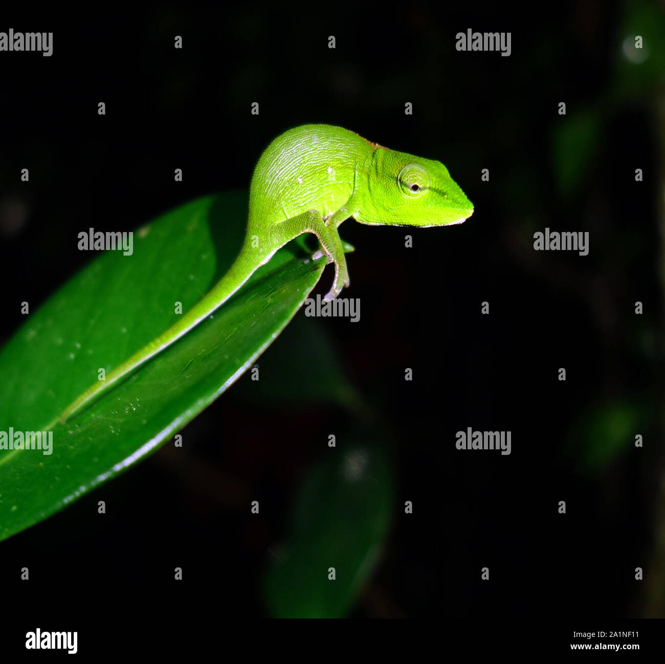 Tiny Perinet Verde Camaleonte (Calumma gastrotaenia) sulla foglia nella foresta pluviale di notte, Parc Mitsinjo, Andasibe, Madagascar Foto Stock