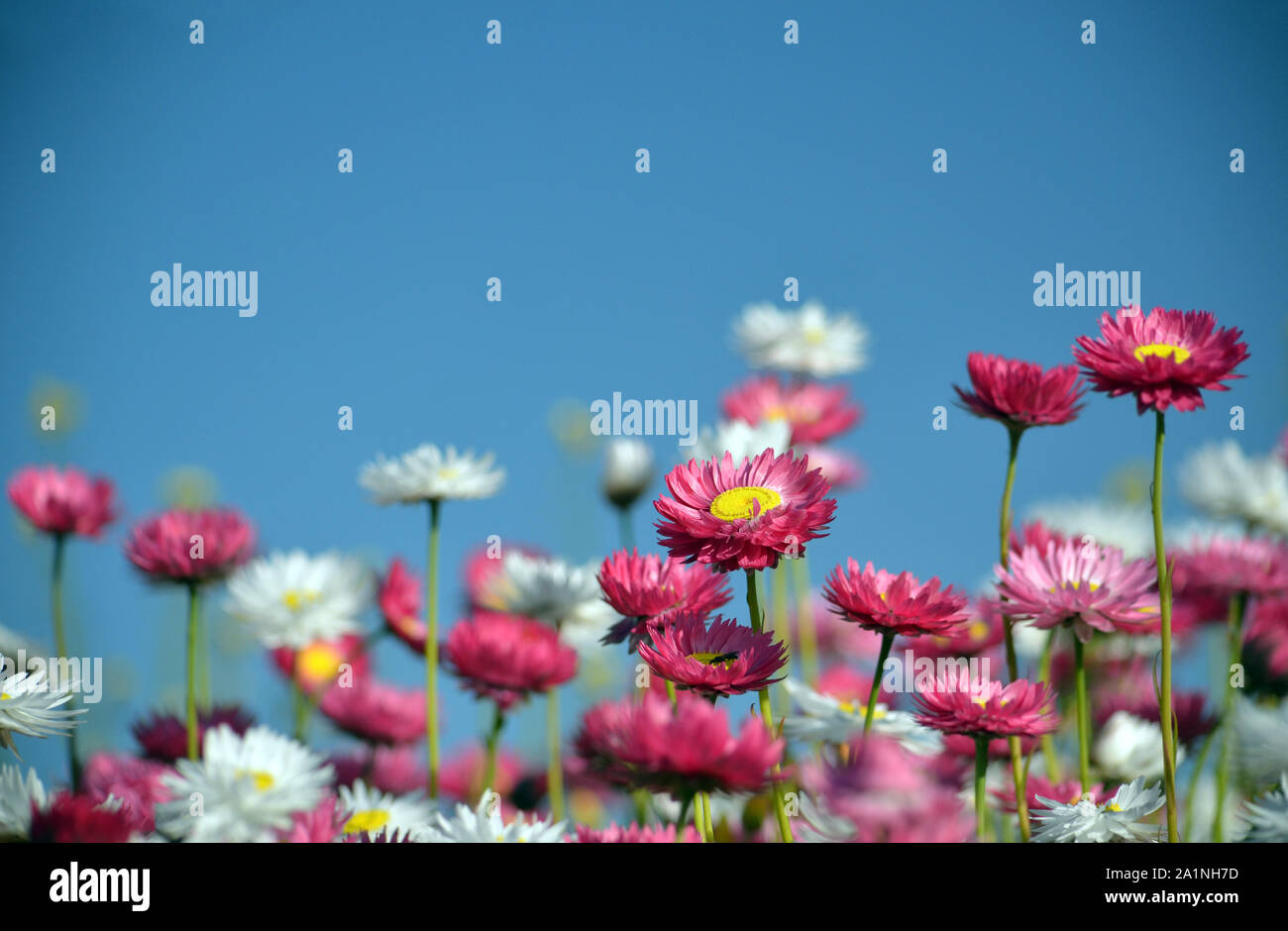 La molla sullo sfondo di Australian rosa e bianche margherite eterna sotto un cielo blu. Noto anche come strawflowers e carta margherite. Foto Stock