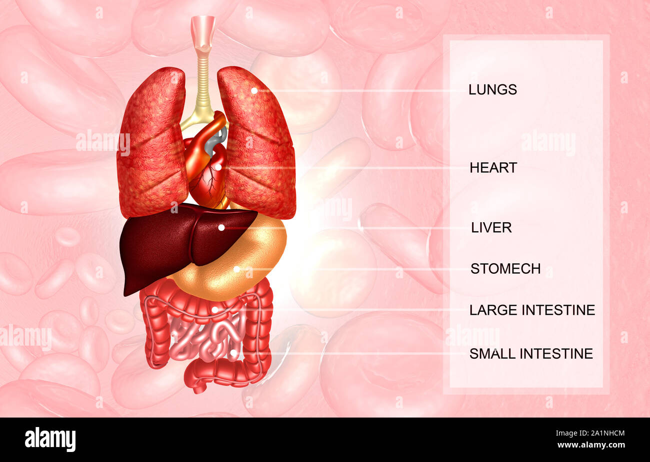 Human organi interni su sfondo medico. 3d illustrazione Foto Stock